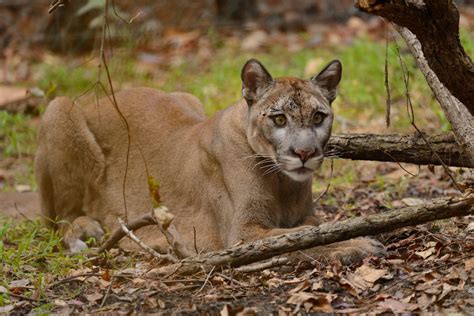 The florida panther is a subspecies of puma concolor (also known as mountain lion, cougar, or puma) and represents the only known breeding population of puma in the eastern united states. No Home for the Florida Panther - The New Yorker