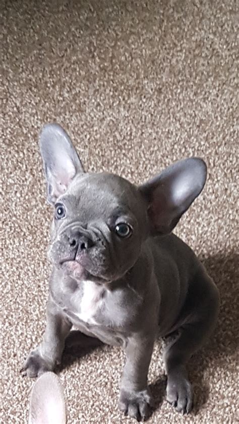 The prices set before a litter is born are estimations based on the colors we can predict the litter will have. 7 KC Blue French Bulldogs for sale - prices vary ...