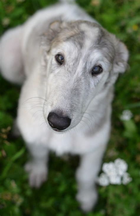 handsomedogs : Photo | Borzoi puppy, Borzoi, Dogs