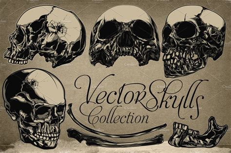 Vector Skulls Collection Custom Designed Illustrations ~ Creative Market