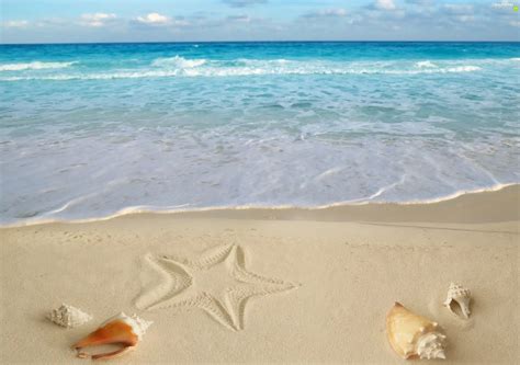 Beaches Shells Starfish Sand For Phone Wallpapers 2560x1800