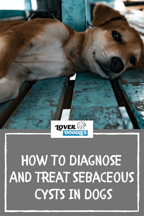 How To Diagnose And Treat Sebaceous Cysts In Dogs Lover Doodles