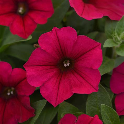 How to harvest petunia seeds. Wave Carmine Velour Trailing Petunia Seeds - Annual Flower ...