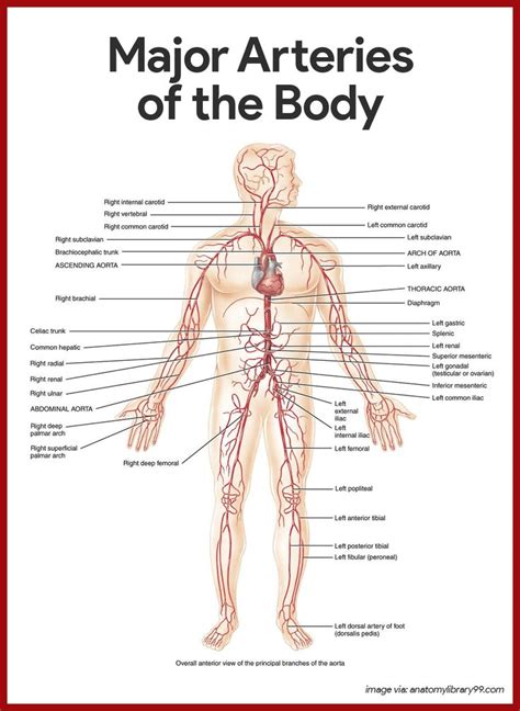 Your circulatory system contains a vast network of blood vessels, which includes arteries, veins, and capillaries. Major Arteries Of The Body