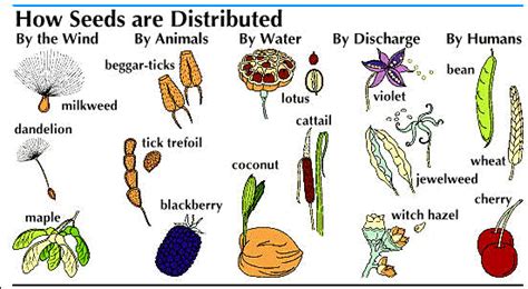 Cactuses are so good at blending in with their surroundings that people sometimes fail to notice them while they are out hiking, trager says. Fruit and Seed - Forestrypedia
