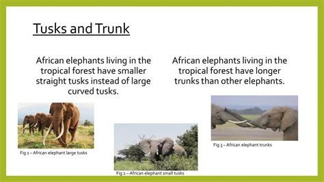 African elephant presentation (Physiological, Morphological and