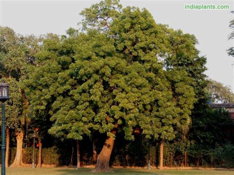 We hope the ncert exemplar class 12 biology chapter 2 sexual reproduction in flowering plants help you. indiaplants.com - Plant details