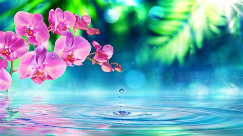 Hd Wallpaper Pink Orchid Flowers Green Petals Drops Water Waves