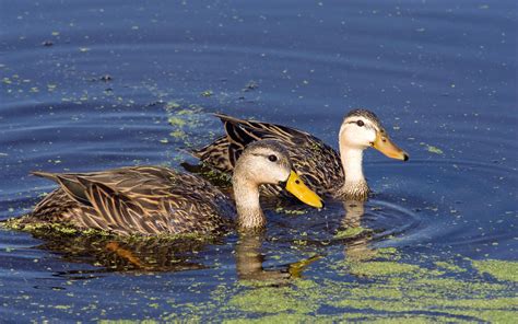 Mottled Duck | Audubon Field Guide