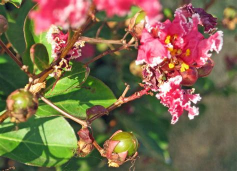 Coward's Corner with Luckie: "TIME HAS COME TO TALK" OF CREPE MYRTLES