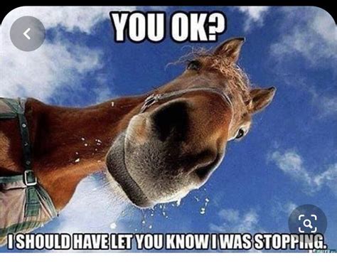 Pin By Pamela Morrison On Funny Funny Horse Memes Funny Animals