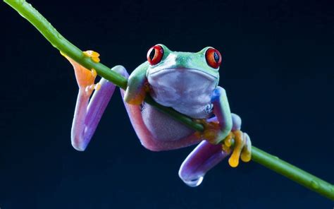 Tree Frog Wallpapers Wallpaper Cave