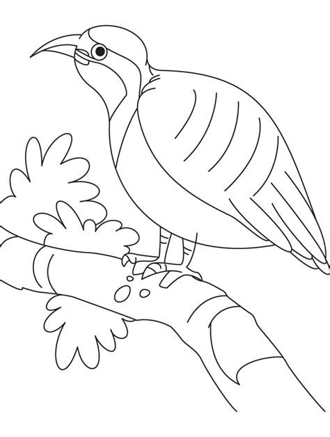 A partridge in a pear tree. Coloring Page Partridge In A Pear Tree - Food Ideas