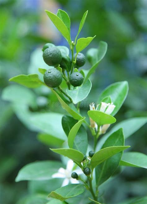 Citrus Tree Stock Image Image Of Food Plant Beauty 5552407