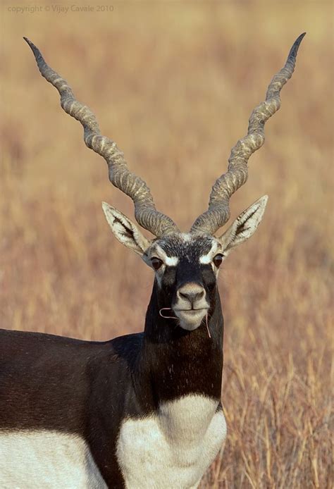 Male Blackbuck Antilope Cervicapra With A Magnificent Set Of Spiral