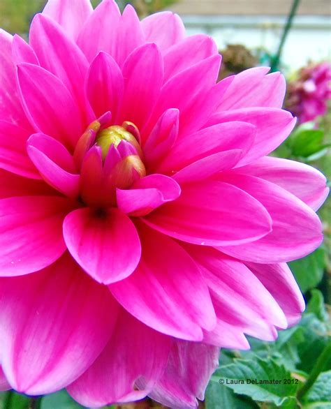 Lovely Dahlia One Of The Most Beautiful Flowers Ever Beautiful