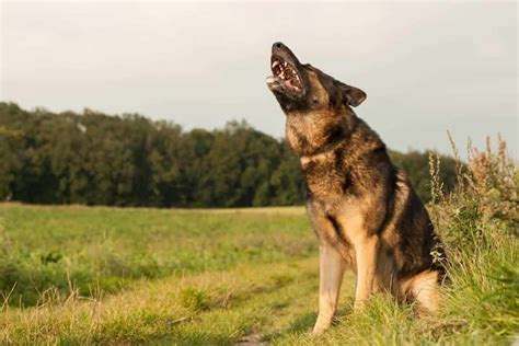 German Shepherds Howling Facts And The Science Behind It