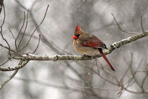 Cardinalidae Cardinalis Cardinalis Northern Cardinal Flickr