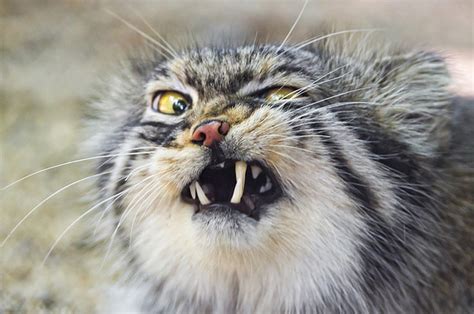 A wide variety of cats prices pet options are available to you, such as power source, charging time, and material. These Pallas Cats Are Ridiculously Cute