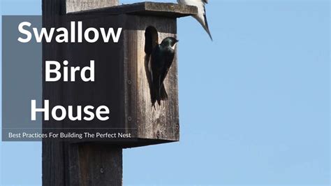 Build The Perfect Swallow Bird House Incl Free Pdf Plan