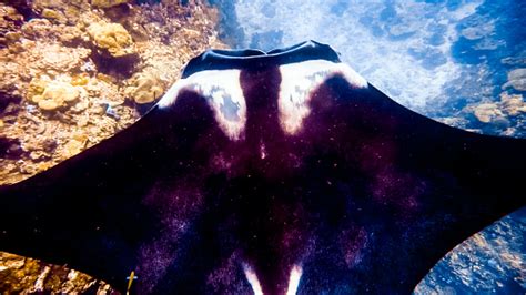 Rare Closeup Underwater Encounter With Endangered Species Oceanic Manta