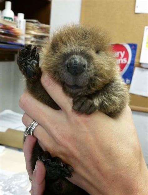 Dont Look At These Cute Baby Beavers They Will Steal