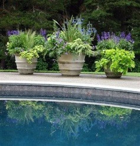 Suitable Plants Grow Beside Swimming Pool 27 Zinc Planters Garden