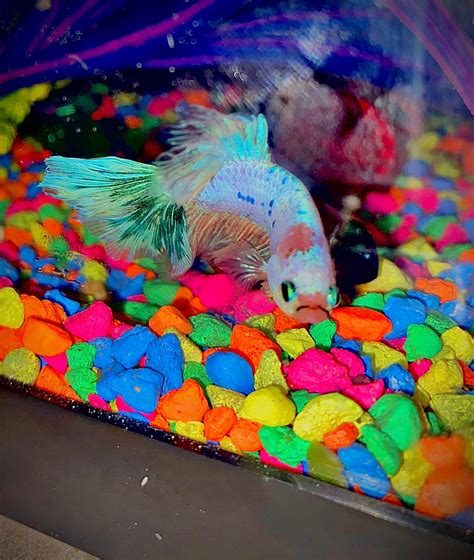 Sir Bubbles, my first Betta fish! : r/Aquariums