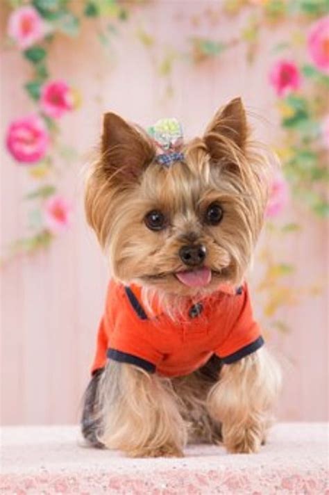Our arrangements are beautifully hand designed by an ftd florist, and available same day in most areas. Yorkie For Sale Near Me in 2020 | Teacup puppies, Teacup ...