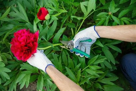 How To Cut Peony Flowers For A Vase Or Bouquet Petal Republic