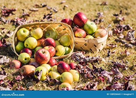 Baskets Of Apples Surrounded By Fallen Autumn Leaves Stock Image