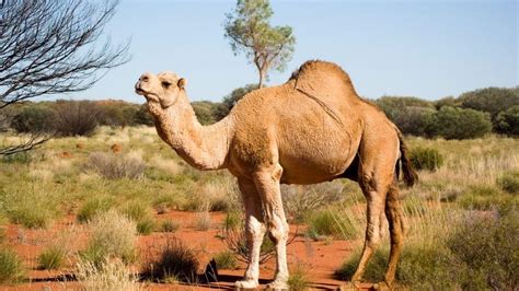 Camel Animal Facts for Kids - Kidpid