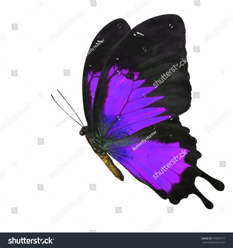 Beautiful Purple Butterfly Flying Isolated On Stock Photo 239807677