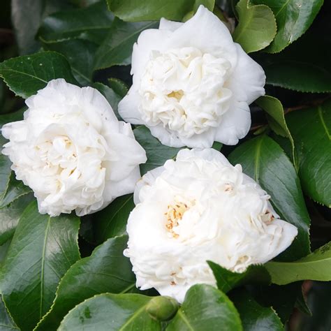 Camellia Japonica White Waratah