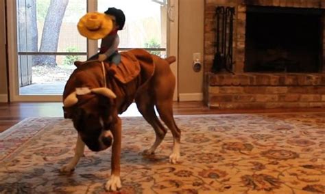 17 Best Halloween Costumes For Boxer Dogs Page 2 Of 5 The Paws