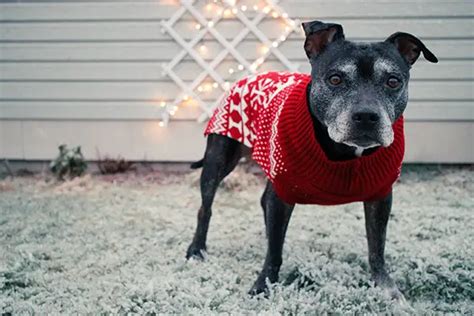 Should Dogs Wear Sweaters 4 Helpful Points To Consider Furry Friends