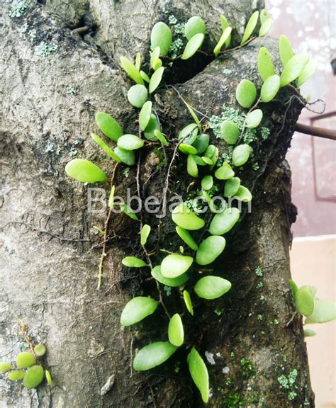 Maybe you would like to learn more about one of these? Daun Sisik Naga Berkhasiat Antikanker - Foto Bebeja | Foto ...