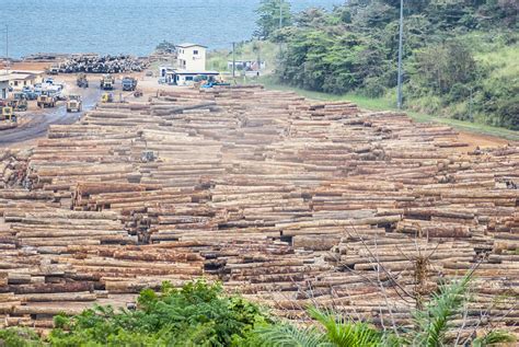 Congo Ban On Export Of Timber In Log Form Comes Into Force Afrik 21