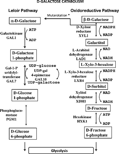 Metabolic Pathways Involved In The Catabolism Of D Galactose By T