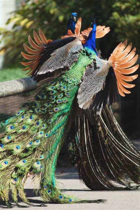 Screaming Pictures ~ Peacock Peafowl The Most Beautiful Bird Nawpic