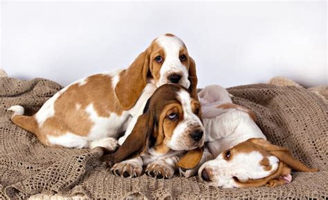 European Vs American Basset Hound The Main Differences With Pictures Hepper