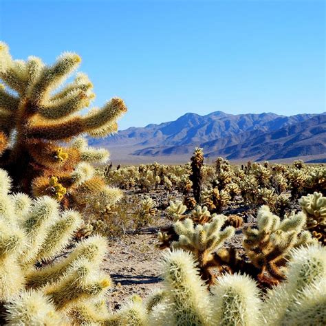Cholla Cactus Garden Joshua Tree National Park All You Need To Know