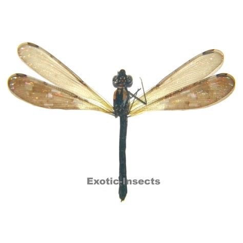 Heliocypha Fenestrata Light Form Exotic Insects