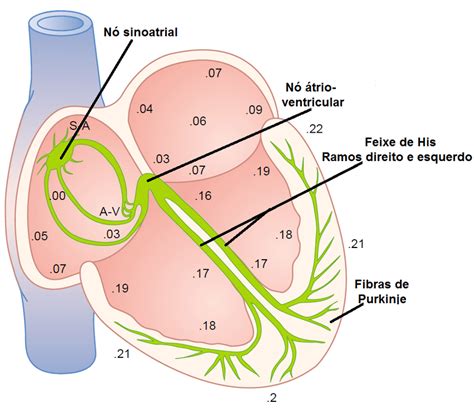 Nó Sinoatrial E Nó Atrioventricular