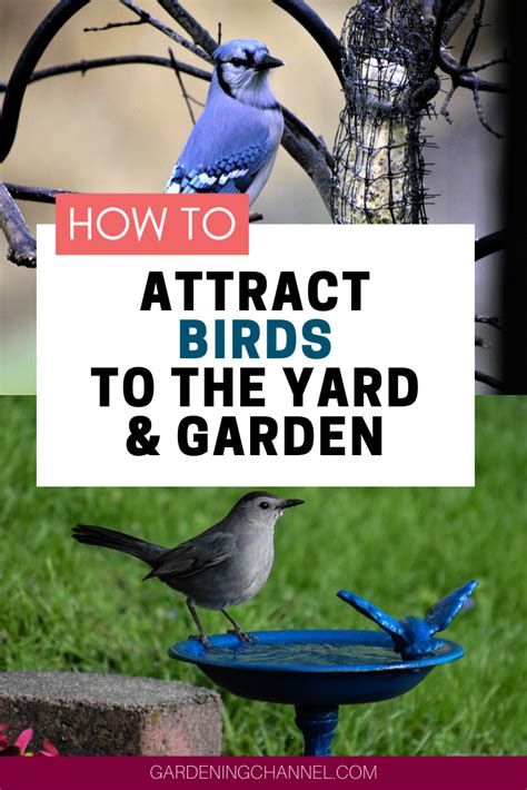 How To Attract Birds To Your Yard And Garden Gardening Channel How