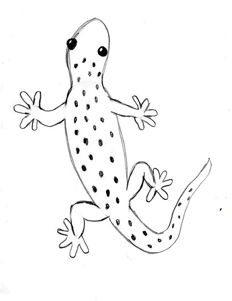 Simple Lizard Drawing at PaintingValley.com | Explore collection of