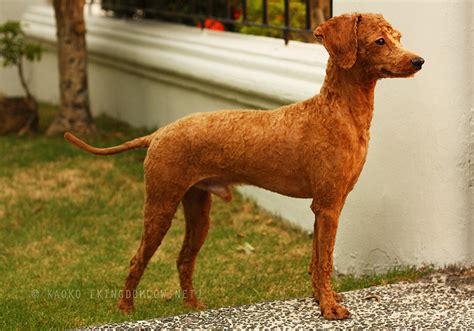 Many poodle styles have the face shaved to show off the elegance of the poodle head. Oodles of Poodles — Shaved poodles! 1 | 2 | 3 | 4 | 5 | 6 ...