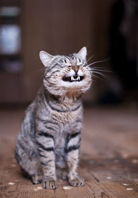 Funny Cats Part 2 30 Pics Amazing Creatures