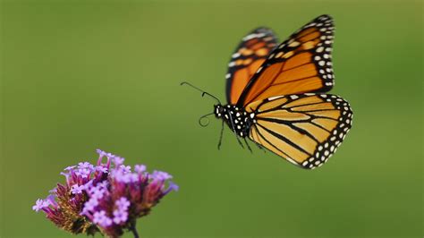Monarch Butterfly Populations At Risk But Theres An Easy Way To Help