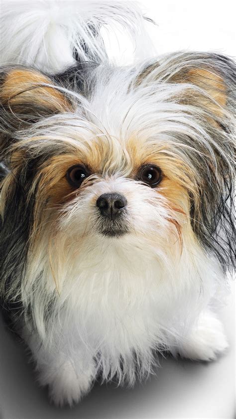 Dog wallpapers, backgrounds, images 1920x1080— best dog desktop wallpaper sort wallpapers by: A Dogs Journey 2019 Wallpapers | HD Wallpapers | ID #27582